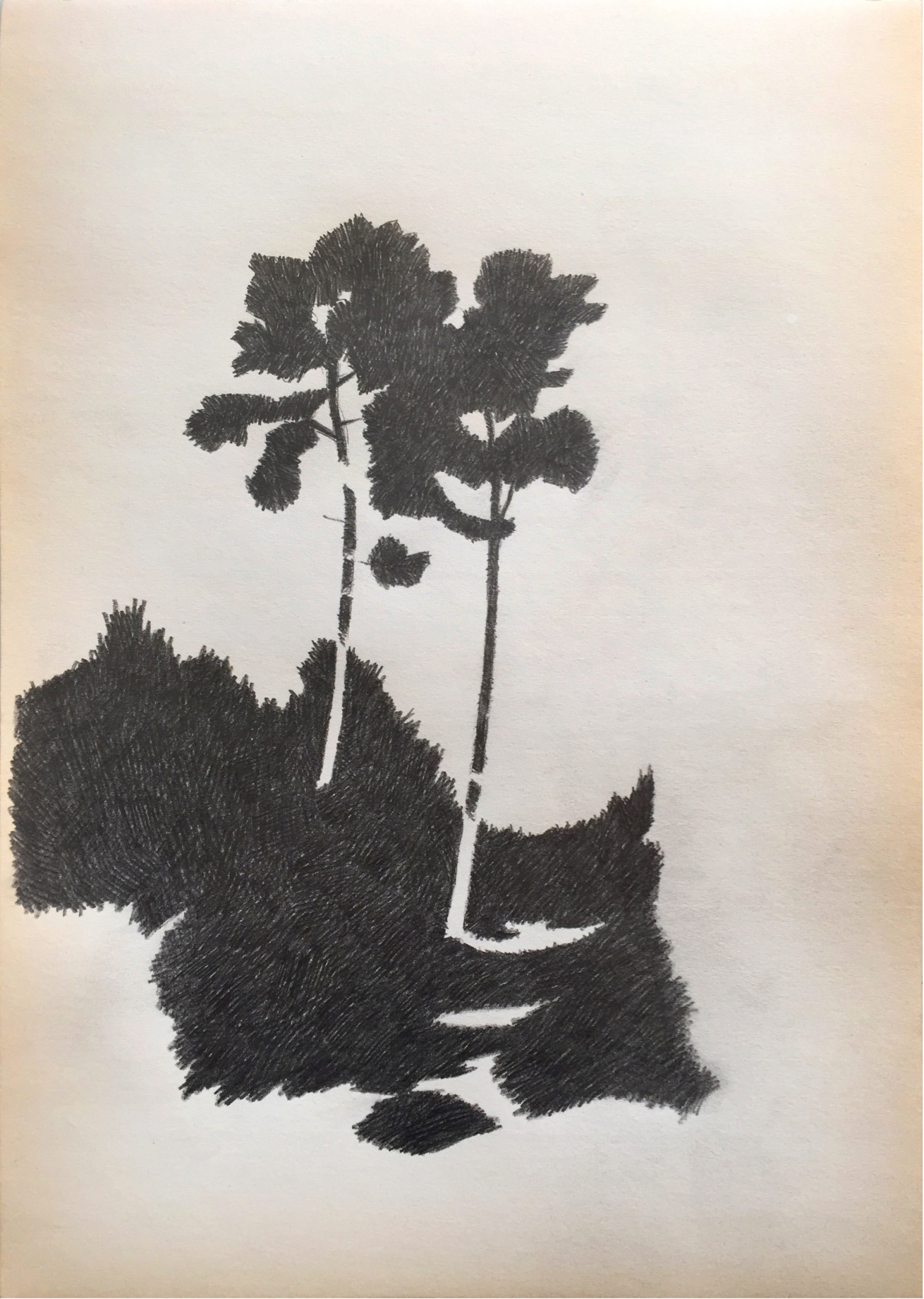 Drawing2021_tree_02